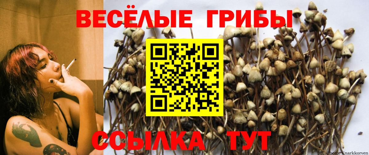 Галлюциногенные грибы Psilocybe Соль-Илецк
